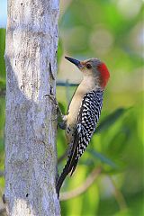 Red-bellied Woodpecker